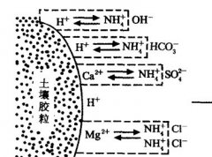 施用碳酸氫銨為什么要強(qiáng)調(diào)深施覆土？