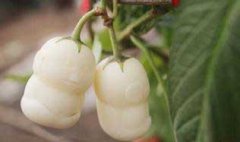 栽培人參果的整地施肥、定植與追肥和澆水問(wèn)題