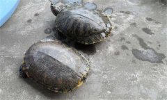 甲魚和王八一樣嗎？甲魚的生長(zhǎng)周期是多少天
