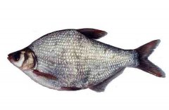 武昌魚的生活習性和養(yǎng)殖條件，魚種如何培育
