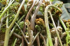 野菜中的蕨菜有營養(yǎng)嗎？