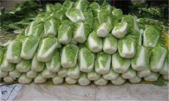 怎樣貯藏大白菜？