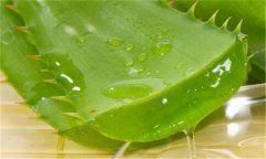 蘆薈能延緩衰老嗎？如何自制蘆薈美容品