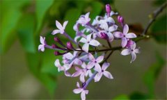 丁香花什么時候開花？丁香花的功效與作用
