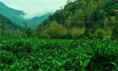 祁門紅茶的產(chǎn)地是哪里？祁門紅茶的沖泡方法