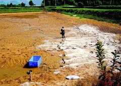 怎樣用生石灰、漂白粉、茶枯和巴豆給魚塘消毒