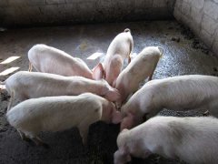 如何降低養(yǎng)豬成本？降低豬飼養(yǎng)成本的30個竅門
