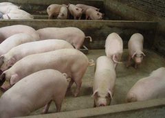 豬藍(lán)耳病如何鑒別？豬藍(lán)耳病的癥狀及治療方法