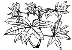 怎樣養(yǎng)護(hù)八角金盤(pán)？