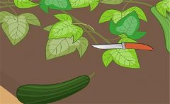 早春西葫蘆如何栽培？早春西葫蘆種植技術(shù)要點