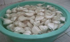 大蒜如何播種？大蒜種植技術(shù)與田間管理方法