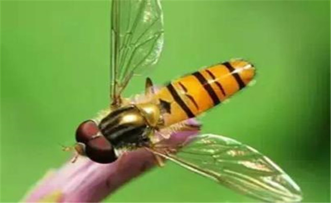 玉米鉆心蟲(chóng)的生物防治