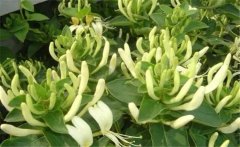 金銀花美容養(yǎng)顏嗎？介紹兩個(gè)金銀花的養(yǎng)顏妙方