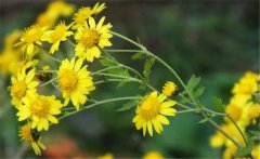 野菊花史話，介紹幾個(gè)野菊花的消腫養(yǎng)顏妙方