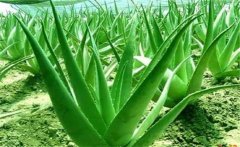 蘆薈的藥用價值，介紹幾個蘆薈的養(yǎng)顏配方