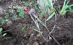 川貝母產(chǎn)地是哪里？川貝母的用法、用量與禁忌