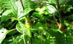 牛膝的用法用量、臨床應(yīng)用及用藥注意事項(xiàng)