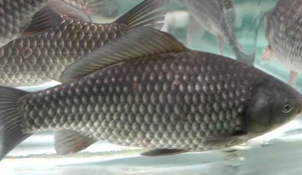 鯽魚(yú)的養(yǎng)殖密度、品種搭配、飼料選擇