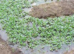 水溫、ph值對鱔魚養(yǎng)殖的影響