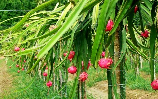 果樹(shù)種植管理方法