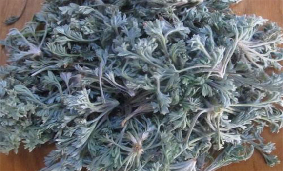 茵陳用法、用量與禁忌