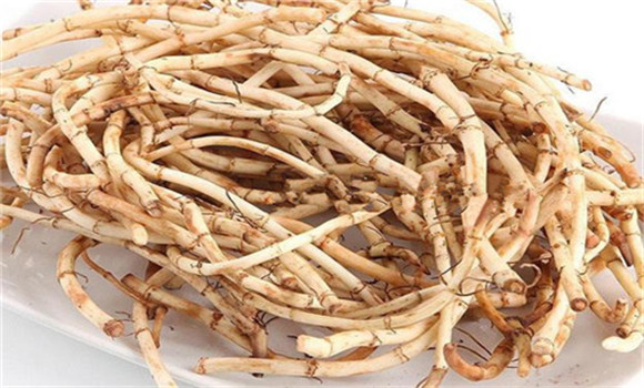 魚(yú)腥草的用法、用量與禁忌