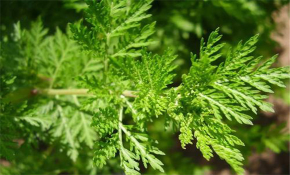 青蒿的用法、用量與禁忌
