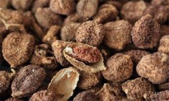 砂仁的功效與作用是什么 砂仁的用法、用量與禁
