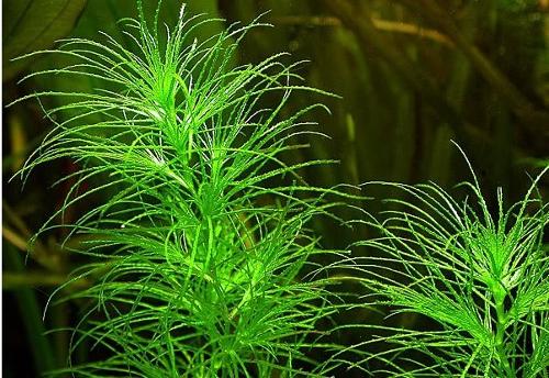 魚類天然餌料的來(lái)源與分類