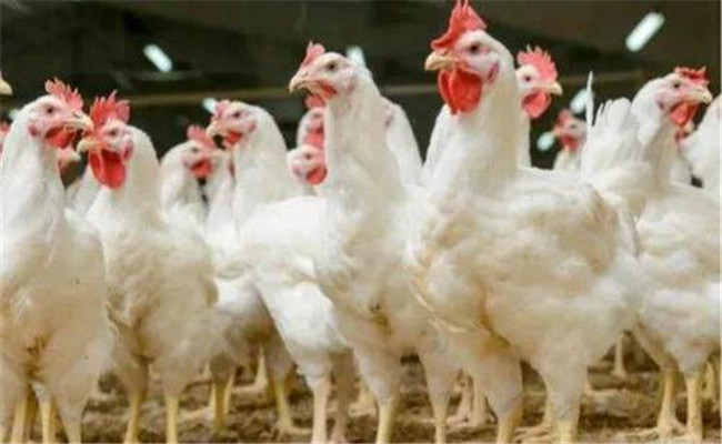 肉雞公、母雞生長速度不同