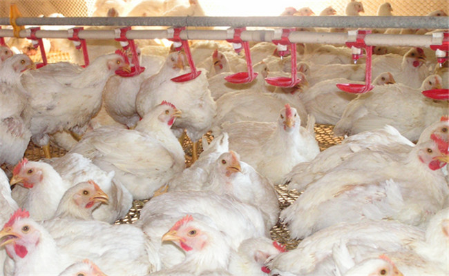 對光照、飼養(yǎng)密度等的要求不同