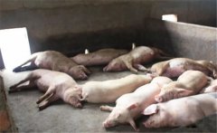 豬黃脂病的病因有哪些？豬黃脂病如何預(yù)防？