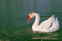 冬季如何高效養(yǎng)鵝，新手冬季養(yǎng)鵝需要注意什么