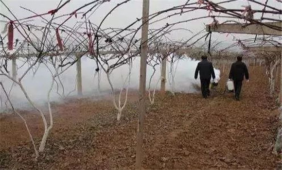 獼猴桃凍害應對方法與措施