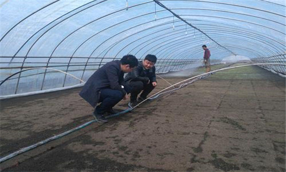 大棚番茄、水稻栽培模式的收益情況