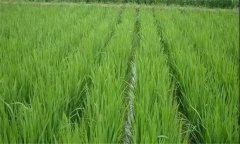 水稻遭遇高溫?zé)岷υ趺崔k，有何補(bǔ)救技術(shù)措施？