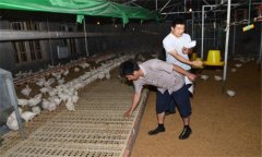 干撒式發(fā)酵床飼養(yǎng)肉雞有哪些優(yōu)勢？