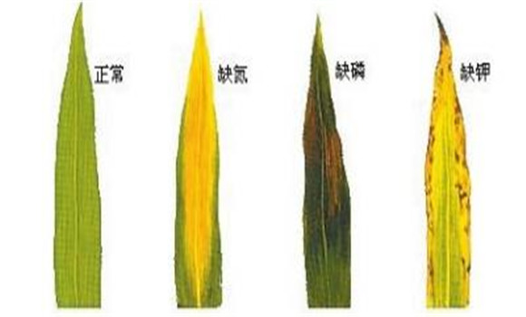 植物缺氮、磷、鉀元素時(shí)各有什么癥狀