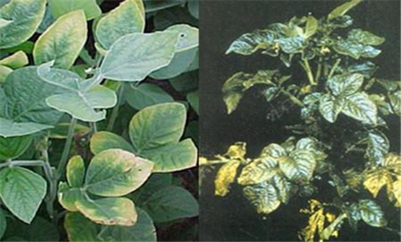 如何判斷植物缺少氮、磷、鉀元素