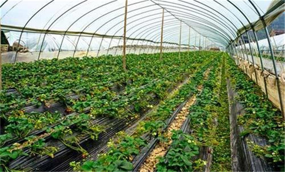 大棚要控制適宜的溫、濕度