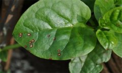 木耳菜的常見(jiàn)病蟲(chóng)害有哪些？怎么防治？