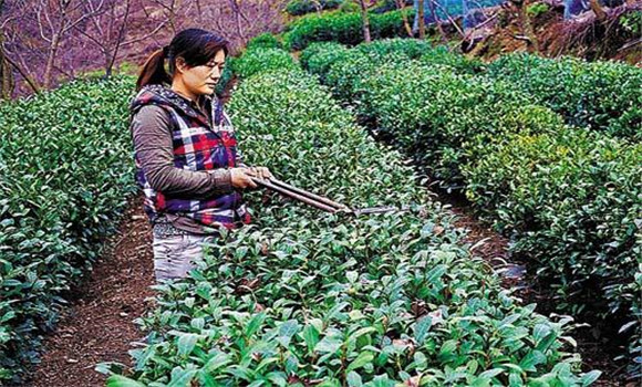 怎樣修剪茶樹？茶樹的修剪方法介紹