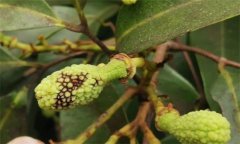 荔枝炭疽病的癥狀特征、防治方法及其發(fā)病規(guī)律