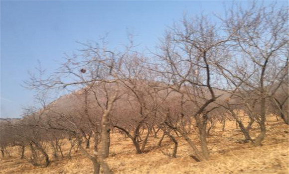 杏樹(shù)冬季修剪技術(shù)須知