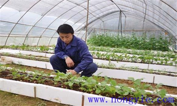 大棚番茄品種應(yīng)耐低溫、早熟