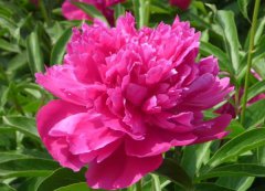 芍藥花的花語(yǔ)是什么？