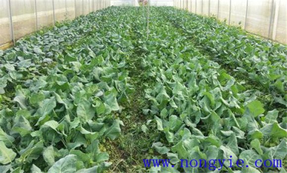 芥藍種植技術(shù)要點與步驟