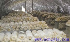 平菇生長環(huán)境要求 平菇對溫度、水分和濕度要求