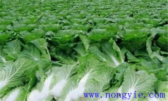 白菜類(lèi)蔬菜有哪些