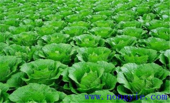 白菜類(lèi)蔬菜的種植栽培情況